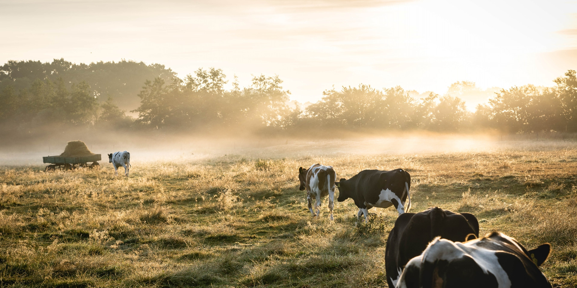 herd-of-white-and-black-cows-on-grass-field-1276237@2x.jpg