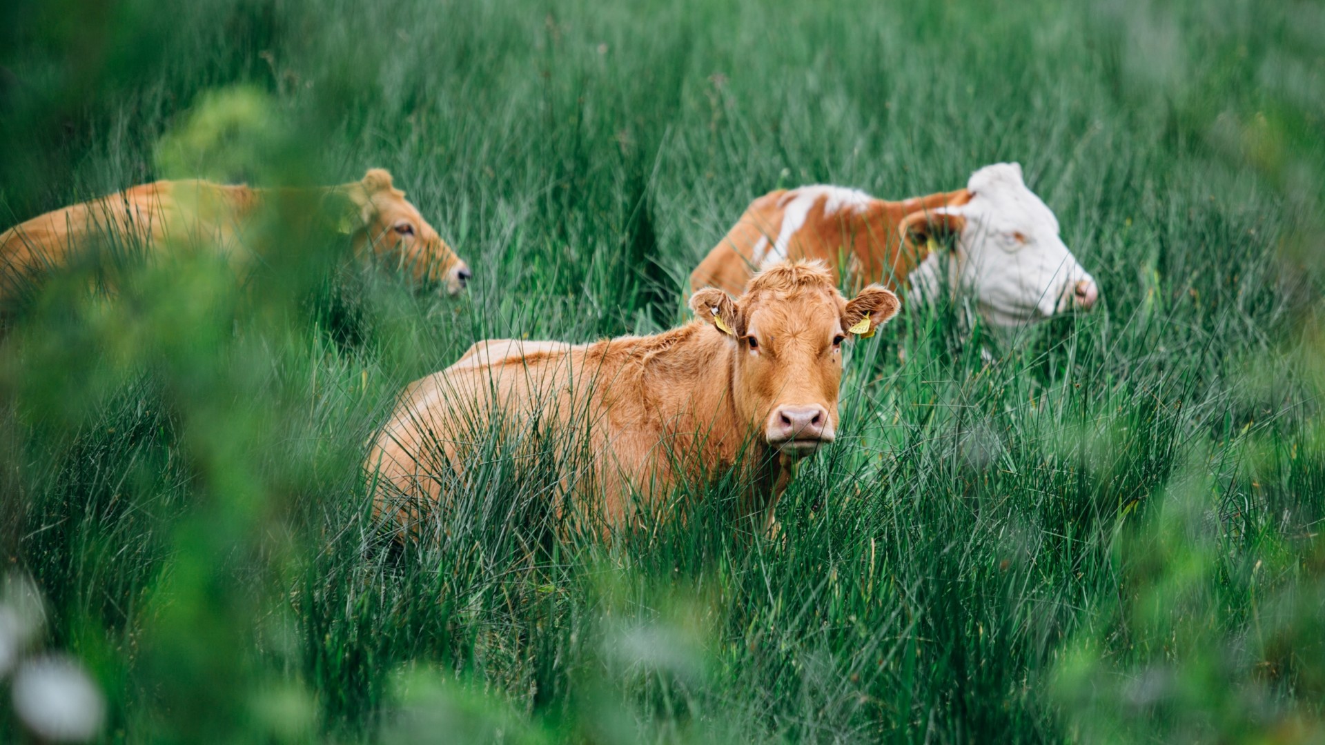 photo-of-cows-in-the-field-2881385@2x.jpg